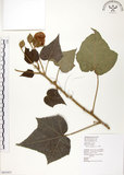 中文名:木芙蓉(S063431)學名:Hibiscus mutabilis L.(S063431)英文名:Cotton Rose Hibiscus
