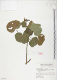 中文名:木芙蓉(S067772)學名:Hibiscus mutabilis L.(S067772)英文名:Cotton Rose Hibiscus