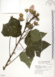 中文名:木芙蓉(S070233)學名:Hibiscus mutabilis L.(S070233)英文名:Cotton Rose Hibiscus