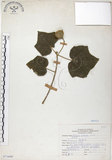 中文名:木芙蓉(S071698)學名:Hibiscus mutabilis L.(S071698)英文名:Cotton Rose Hibiscus