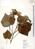中文名:木芙蓉(S072543)學名:Hibiscus mutabilis L.(S072543)英文名:Cotton Rose Hibiscus