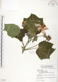 中文名:木芙蓉(S079647)學名:Hibiscus mutabilis L.(S079647)英文名:Cotton Rose Hibiscus