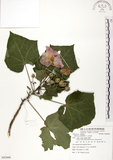 中文名:木芙蓉(S082666)學名:Hibiscus mutabilis L.(S082666)英文名:Cotton Rose Hibiscus