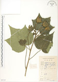中文名:木芙蓉(S087125)學名:Hibiscus mutabilis L.(S087125)英文名:Cotton Rose Hibiscus