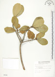 中文名:鵝鑾鼻蔓榕(S006308)學名:Ficus pedunculosa Miq. var. mearnsii (Merr.) Corner(S006308)英文名:Garanbi Fig