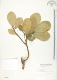 中文名:鵝鑾鼻蔓榕(S006309)學名:Ficus pedunculosa Miq. var. mearnsii (Merr.) Corner(S006309)英文名:Garanbi Fig