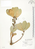 中文名:鵝鑾鼻蔓榕(S006798)學名:Ficus pedunculosa Miq. var. mearnsii (Merr.) Corner(S006798)英文名:Garanbi Fig
