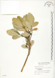 中文名:鵝鑾鼻蔓榕(S006799)學名:Ficus pedunculosa Miq. var. mearnsii (Merr.) Corner(S006799)英文名:Garanbi Fig
