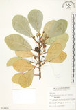 中文名:鵝鑾鼻蔓榕(S014494)學名:Ficus pedunculosa Miq. var. mearnsii (Merr.) Corner(S014494)英文名:Garanbi Fig