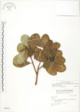 中文名:鵝鑾鼻蔓榕(S046676)學名:Ficus pedunculosa Miq. var. mearnsii (Merr.) Corner(S046676)英文名:Garanbi Fig