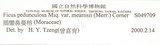 中文名:鵝鑾鼻蔓榕(S049709)