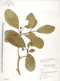 中文名:鵝鑾鼻蔓榕(S049709)學名:Ficus pedunculosa Miq. var. mearnsii (Merr.) Corner(S049709)英文名:Garanbi Fig