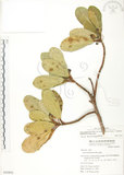 中文名:鵝鑾鼻蔓榕(S050892)學名:Ficus pedunculosa Miq. var. mearnsii (Merr.) Corner(S050892)英文名:Garanbi Fig
