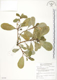 中文名:鵝鑾鼻蔓榕(S063260)學名:Ficus pedunculosa Miq. var. mearnsii (Merr.) Corner(S063260)英文名:Garanbi Fig