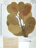 中文名:鵝鑾鼻蔓榕(S067064)學名:Ficus pedunculosa Miq. var. mearnsii (Merr.) Corner(S067064)英文名:Garanbi Fig