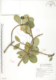 中文名:鵝鑾鼻蔓榕(S067673)學名:Ficus pedunculosa Miq. var. mearnsii (Merr.) Corner(S067673)英文名:Garanbi Fig