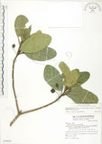 中文名:鵝鑾鼻蔓榕(S074954)學名:Ficus pedunculosa Miq. var. mearnsii (Merr.) Corner(S074954)英文名:Garanbi Fig