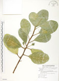 中文名:鵝鑾鼻蔓榕(S088400)學名:Ficus pedunculosa Miq. var. mearnsii (Merr.) Corner(S088400)英文名:Garanbi Fig