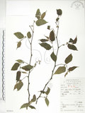 中文名:小構樹(S053415)學名:Broussonetia kazinoki Sieb.(S053415)