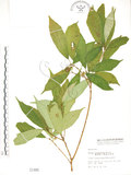 中文名:天仙果(S001486)學名:Ficus formosana Maxim.(S001486)