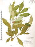 中文名:天仙果(S001487)學名:Ficus formosana Maxim.(S001487)