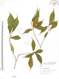 中文名:天仙果(S001510)學名:Ficus formosana Maxim.(S001510)