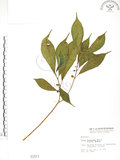 中文名:天仙果(S001511)學名:Ficus formosana Maxim.(S001511)