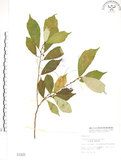 中文名:天仙果(S001825)學名:Ficus formosana Maxim.(S001825)