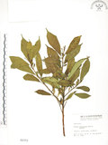 中文名:天仙果(S002372)學名:Ficus formosana Maxim.(S002372)