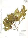 中文名:天仙果(S002373)學名:Ficus formosana Maxim.(S002373)