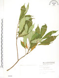 中文名:天仙果(S006302)學名:Ficus formosana Maxim.(S006302)