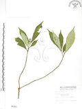 中文名:天仙果(S006303)學名:Ficus formosana Maxim.(S006303)