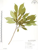 中文名:天仙果(S011397)學名:Ficus formosana Maxim.(S011397)