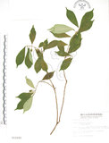 中文名:天仙果(S012245)學名:Ficus formosana Maxim.(S012245)