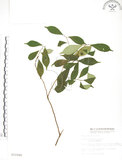 中文名:天仙果(S012246)學名:Ficus formosana Maxim.(S012246)