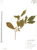 中文名:天仙果(S013113)學名:Ficus formosana Maxim.(S013113)