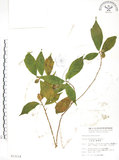 中文名:天仙果(S013114)學名:Ficus formosana Maxim.(S013114)