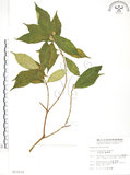 中文名:天仙果(S013115)學名:Ficus formosana Maxim.(S013115)