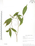 中文名:天仙果(S013608)學名:Ficus formosana Maxim.(S013608)