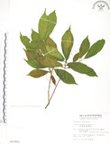 中文名:天仙果(S013921)學名:Ficus formosana Maxim.(S013921)