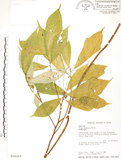 中文名:天仙果(S016163)學名:Ficus formosana Maxim.(S016163)