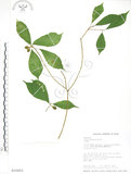 中文名:天仙果(S016453)學名:Ficus formosana Maxim.(S016453)