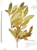 中文名:天仙果(S016682)學名:Ficus formosana Maxim.(S016682)