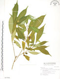 中文名:天仙果(S017001)學名:Ficus formosana Maxim.(S017001)
