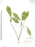 中文名:天仙果(S017781)學名:Ficus formosana Maxim.(S017781)