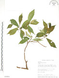 中文名:天仙果(S018201)學名:Ficus formosana Maxim.(S018201)