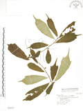 中文名:天仙果(S032177)學名:Ficus formosana Maxim.(S032177)