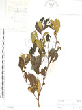 中文名:天仙果(S038622)學名:Ficus formosana Maxim.(S038622)