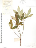 中文名:天仙果(S039560)學名:Ficus formosana Maxim.(S039560)