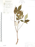 中文名:天仙果(S041222)學名:Ficus formosana Maxim.(S041222)